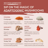 Mushroom Chicory Edition-PZ9B