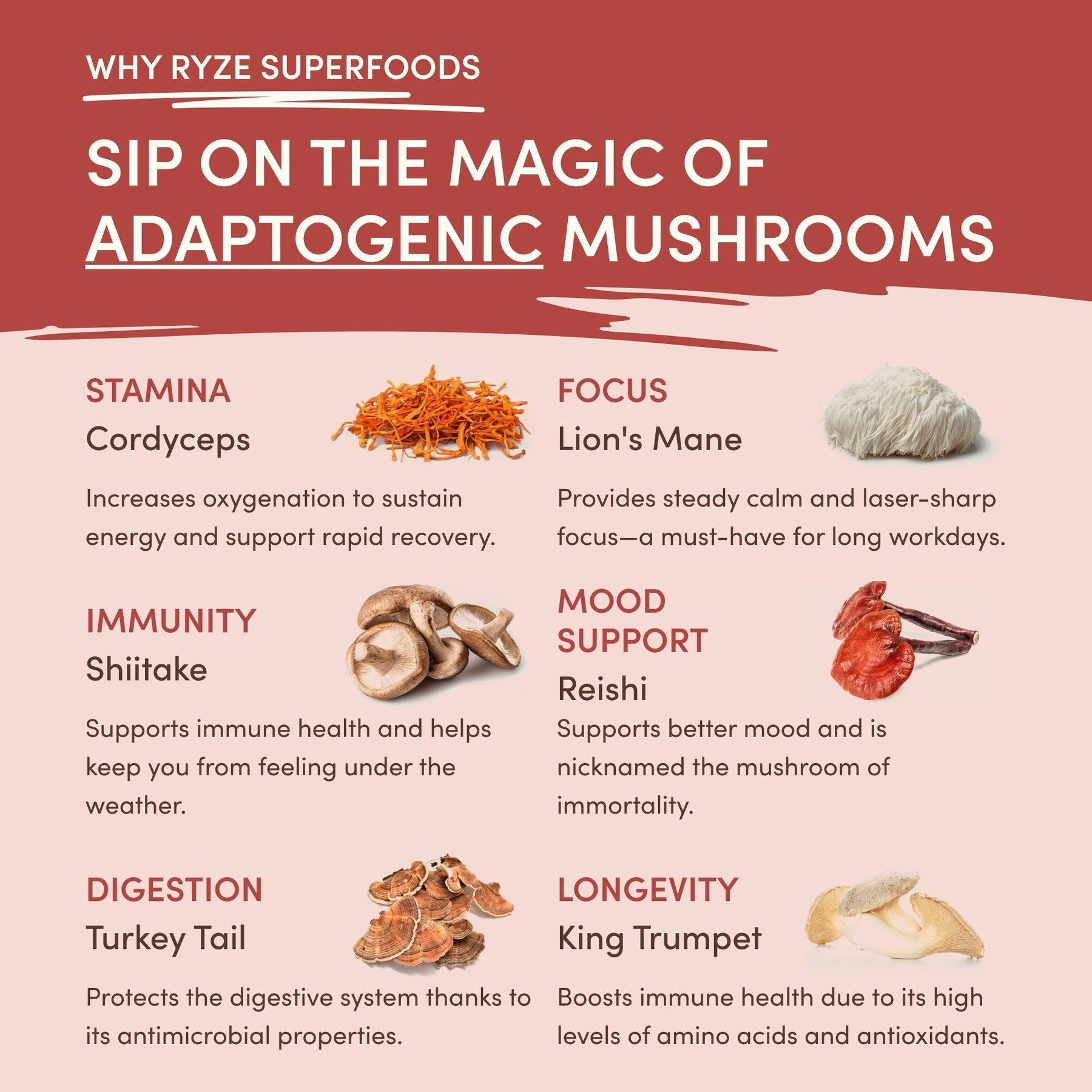 Mushroom Chai Edition-7U1T